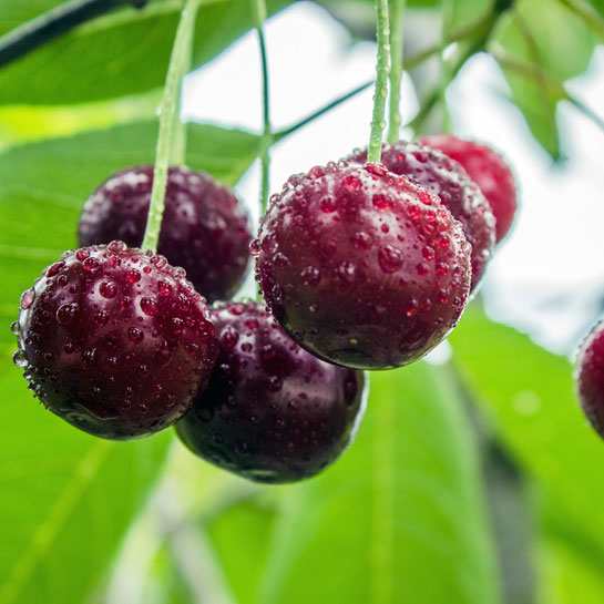 Ягоды вишни