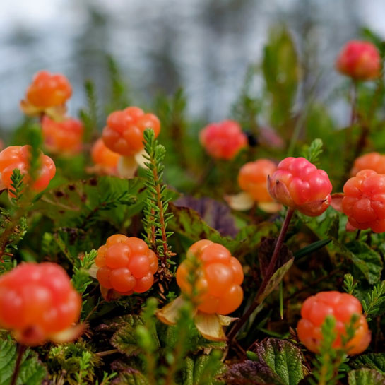 Ягоды морошки