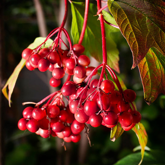 Ягоды клюквы