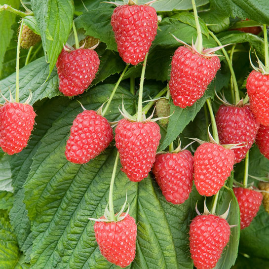 Ягоды малины